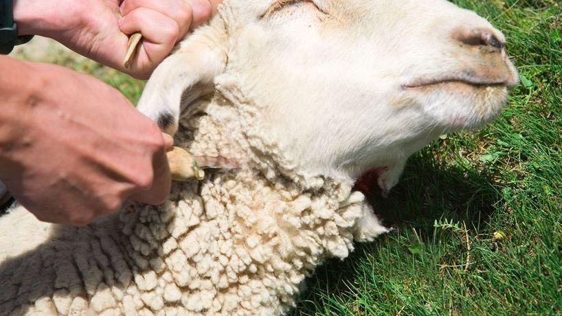 Old Testament Sacrifices and Their Fulfillment in Christ