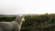 Photo of a lamb to illustrate the article Christ, Our Passover.