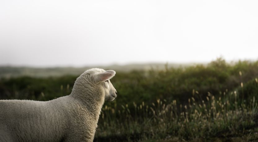 Photo of a lamb to illustrate the article Christ, Our Passover.