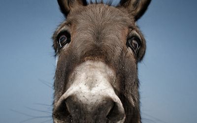 A close-up photo of a donkey's face to illustrate the article Somebody Else’s Problem (or, The Donkeys Were Never the Point).