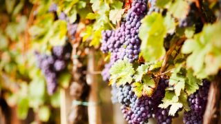 The Feast of Tabernacles: A Bountiful Harvest