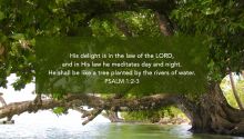 His Commandments Are Not Burdensome? Quote of Psalm 1:2-3 with a photo of a large, well-watered tree.