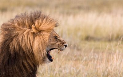 How to Resist Satan the Roaring Lion