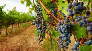 “I Am the True Vine”