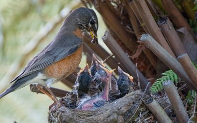 Parenting Lessons From a Baby Bird