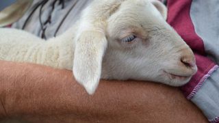 A Pastor as a Shepherd