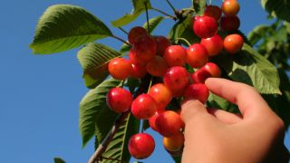 Pentecost: God Gives the Holy Spirit