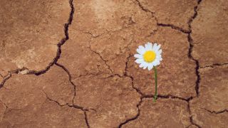 Perseverance and the Science of Resilience in Trials