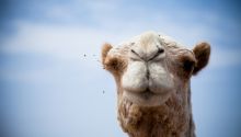 Photo of a camel's head to illustrate the article 