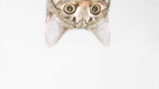 The Curious Conundrum of Curiosity