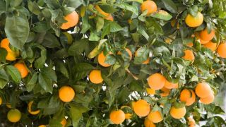 The Fruit of the Spirit