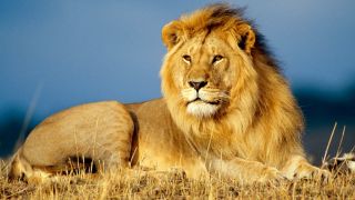 Tribe of Judah in the Bible