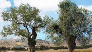 Two Witnesses of Revelation 11