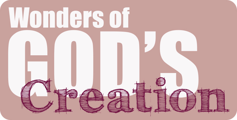 Wonders of God's Creation